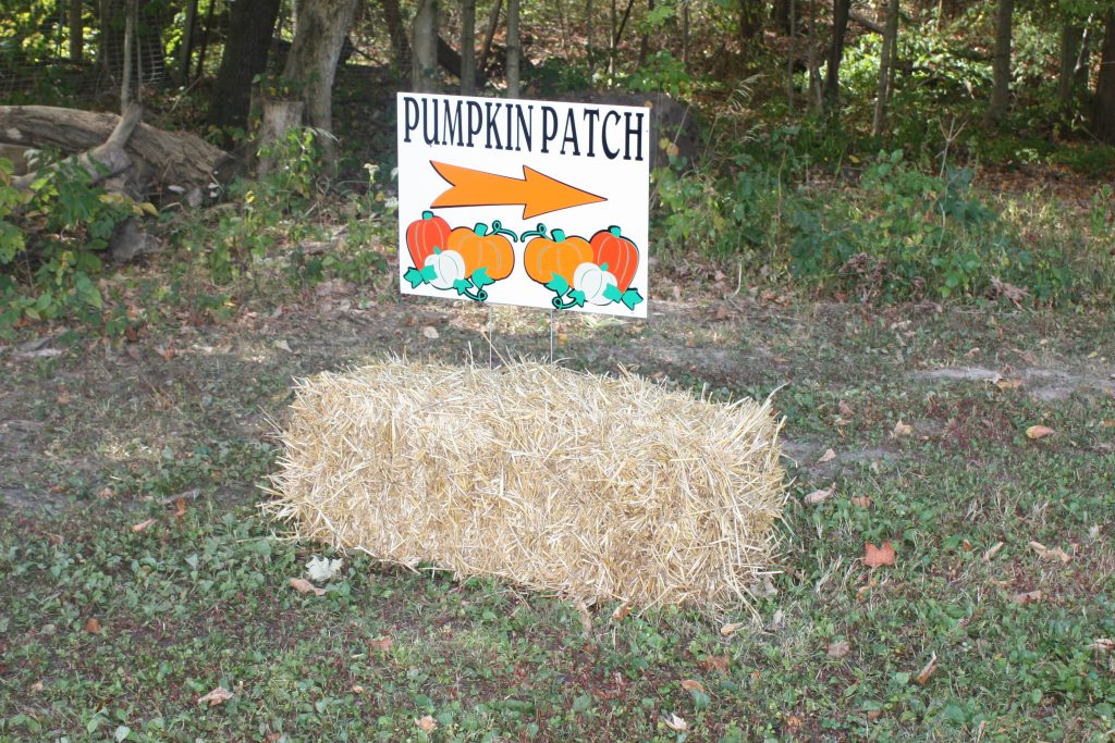 Fall Bucket List, Priebe Pumpkin Patch, Corn Maze