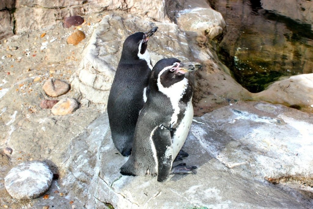 St. Louis Zoo Penguins