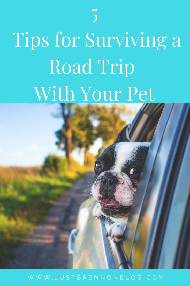 5 Tips for Surviving A Road Trip With Your Pet