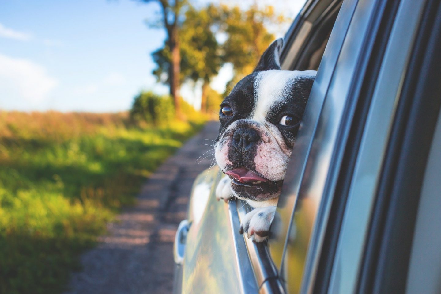 5 Tips for Surviving A Road Trip With Your Pet