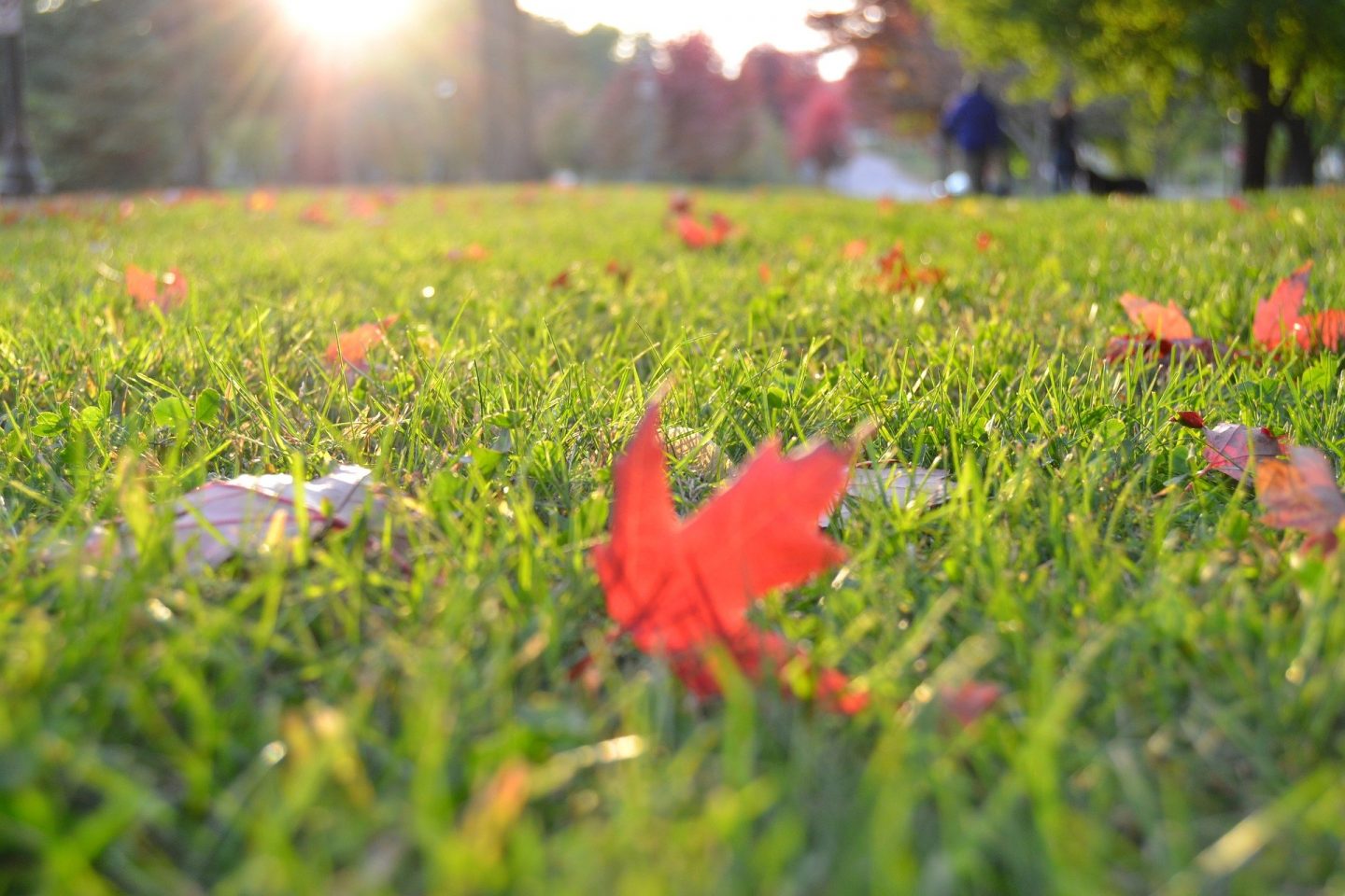 Garden TLC You Should Tackle Before Fall
