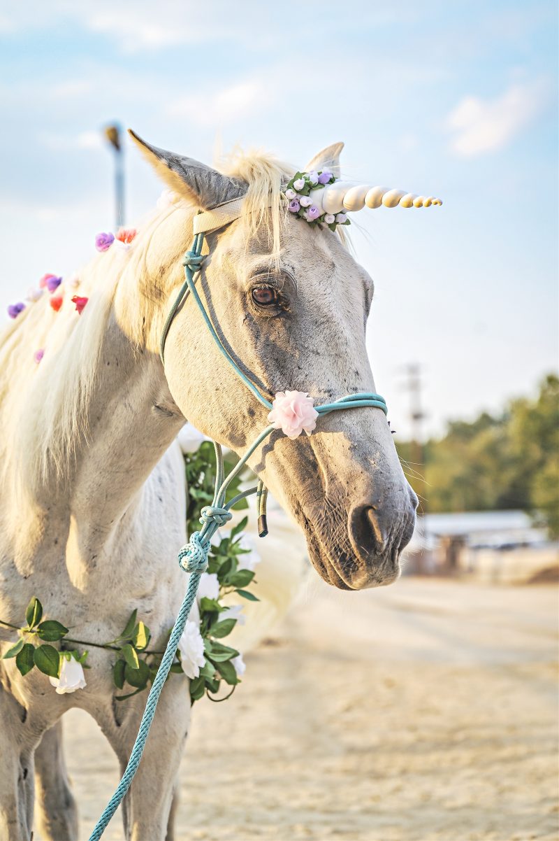 Unleash Your Inner Magic with a Unicorn-Themed Road Trip to Unicorn World in 2023