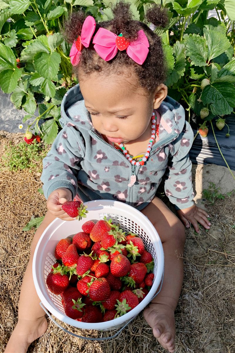 Picking Strawberries at Strawberry Acres – Berrylicious