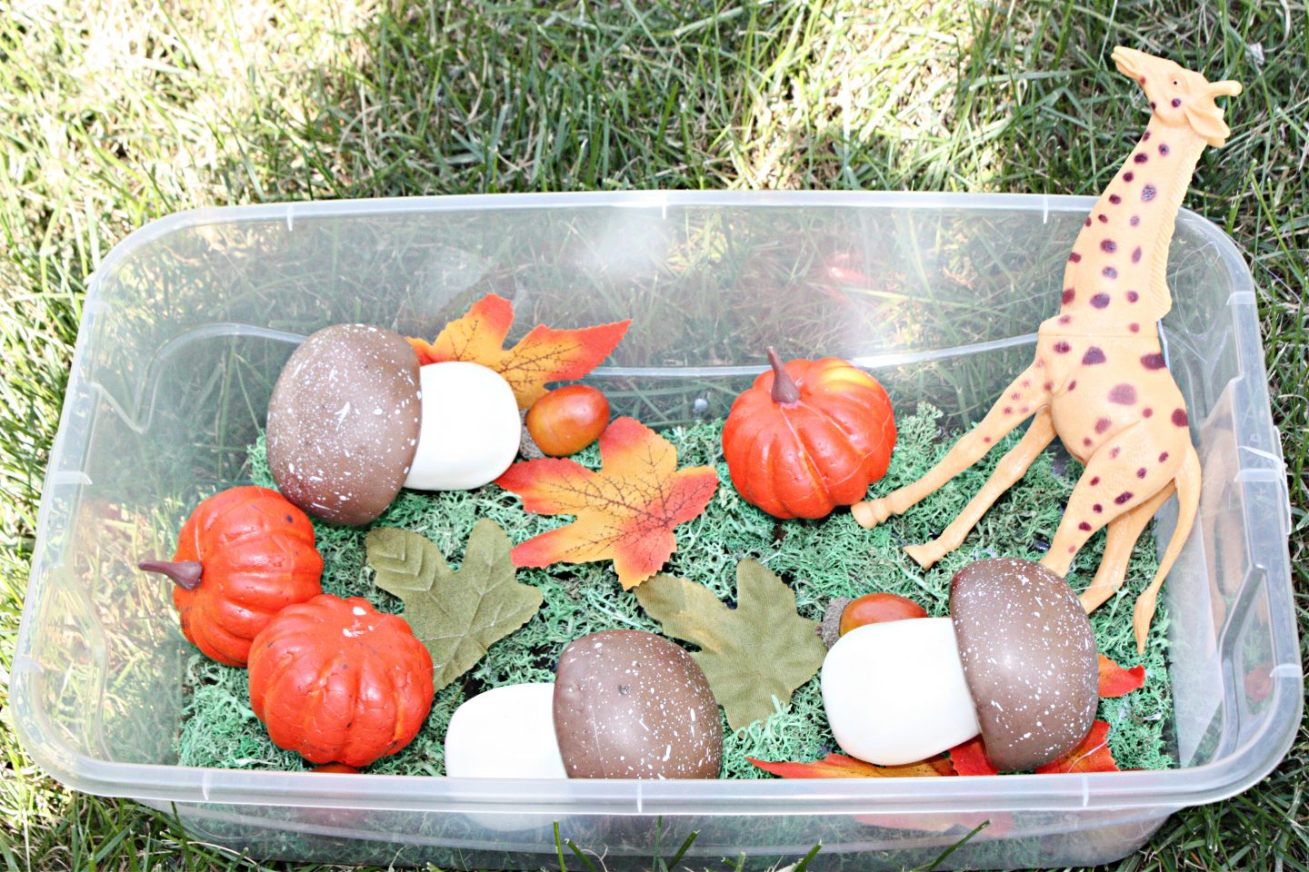 Create a Charming Mushroom Sensory Bin for National Mushroom Month