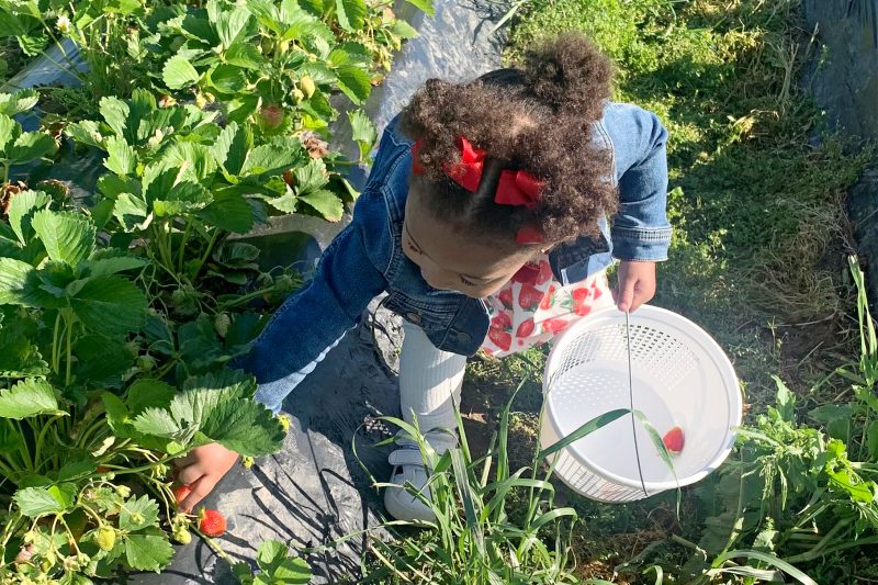 Our Second Visit to the Strawberry Patch | National Strawberry Month