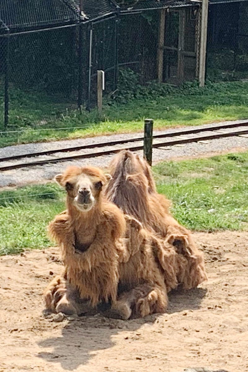 Travel Diary: Visiting the Scovill Zoo in Decatur, IL