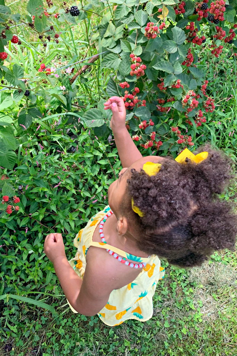 Blueberry and Blackberry Picking at Driving Wind Berry Farm in Indianapolis, Indiana